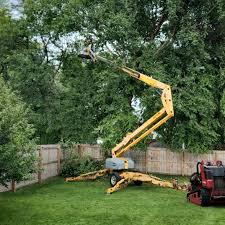 Tree and Shrub Care in Pine Knoll Shores, NC